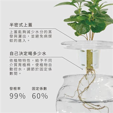 水耕植物換水 4代表什么意思